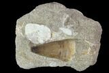 Mosasaur (Prognathodon) Tooth In Rock - Morocco #98298-1